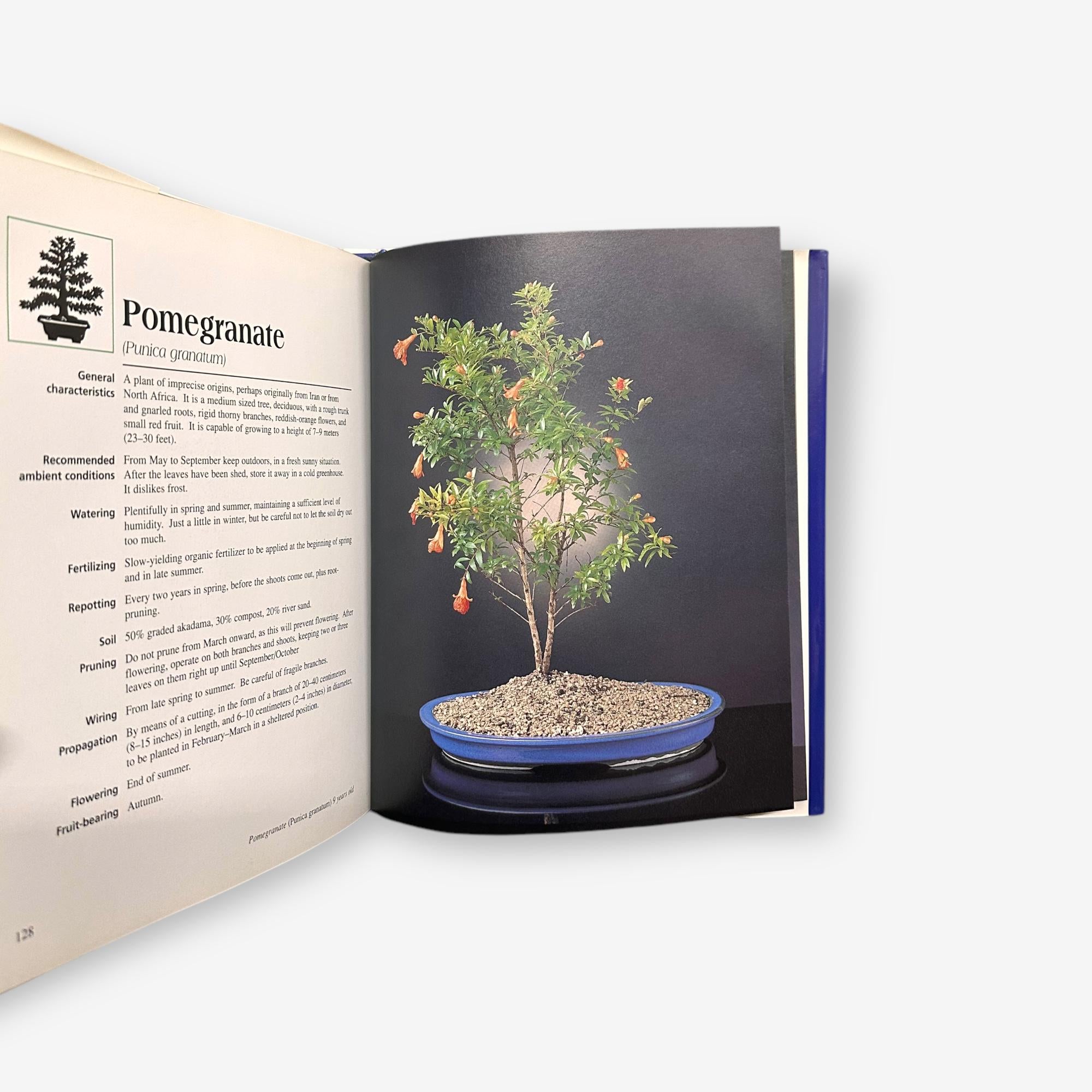 Bonsai - Hardback Book (Luigi Crespi) 1995